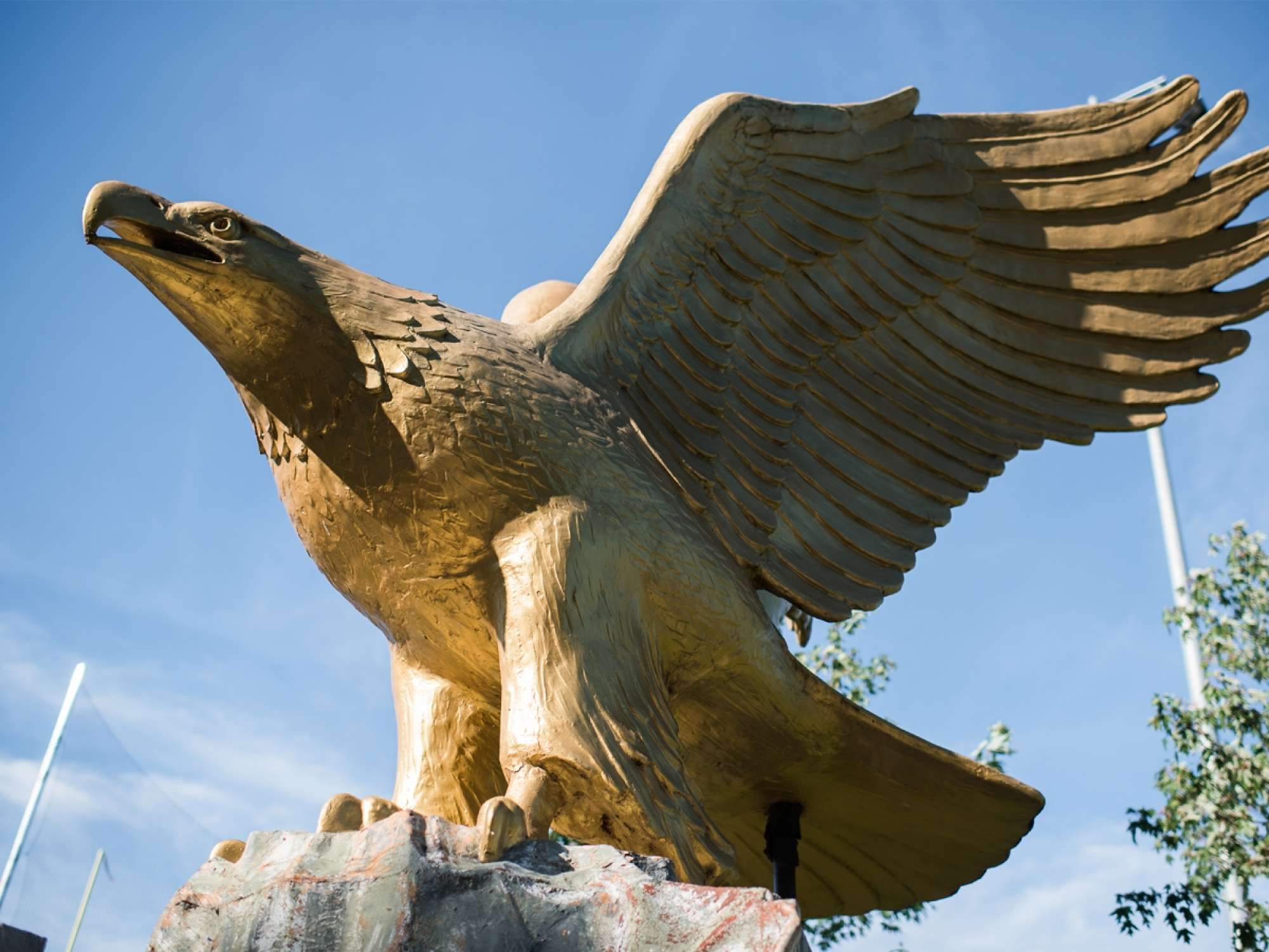 Golden Eagle
