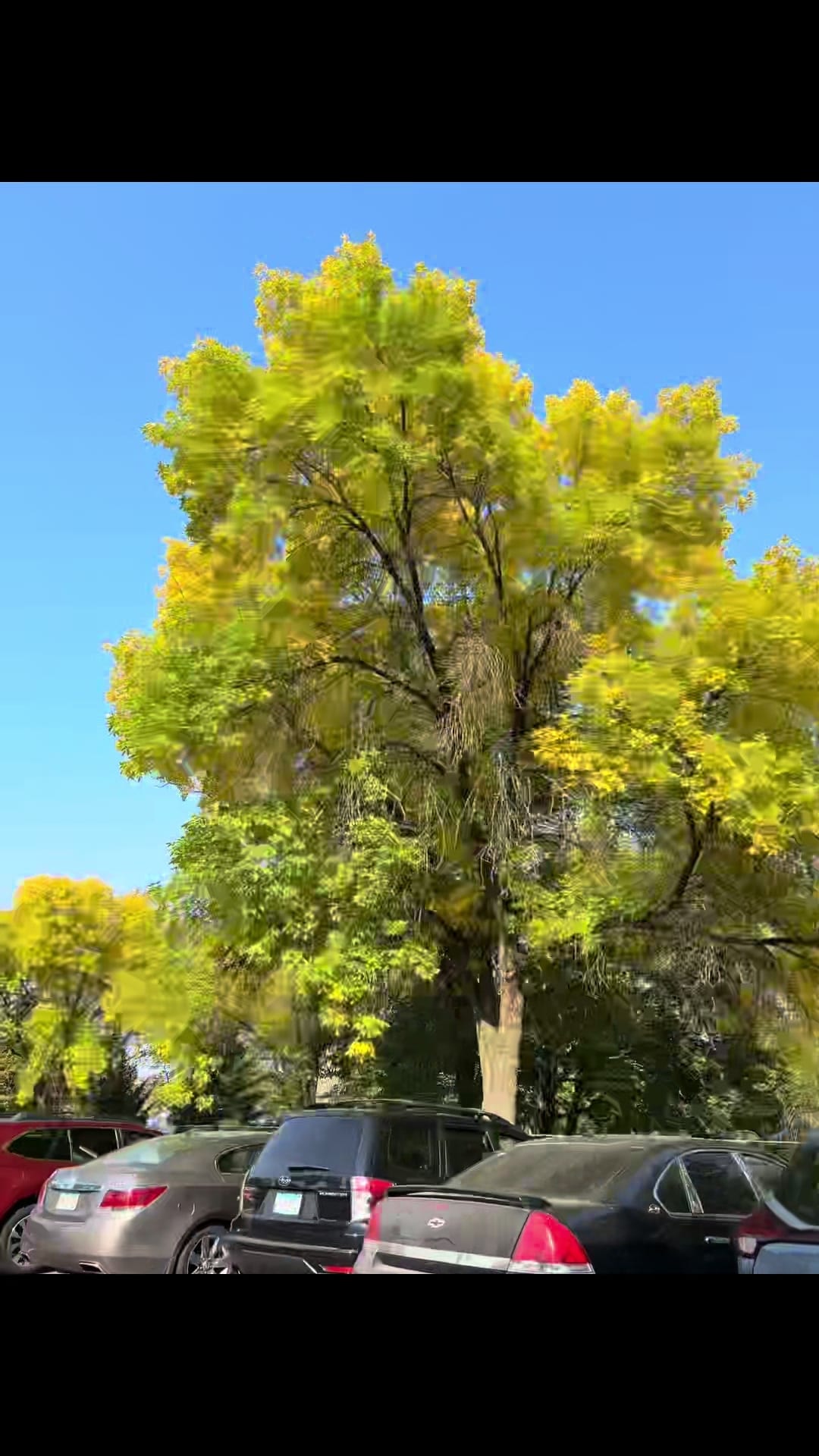 POV: Campus is starting to look like fall!!